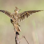A skylark balances gracefully on a branch, wings spread wide. Captured in Islamabad, Pakistan.